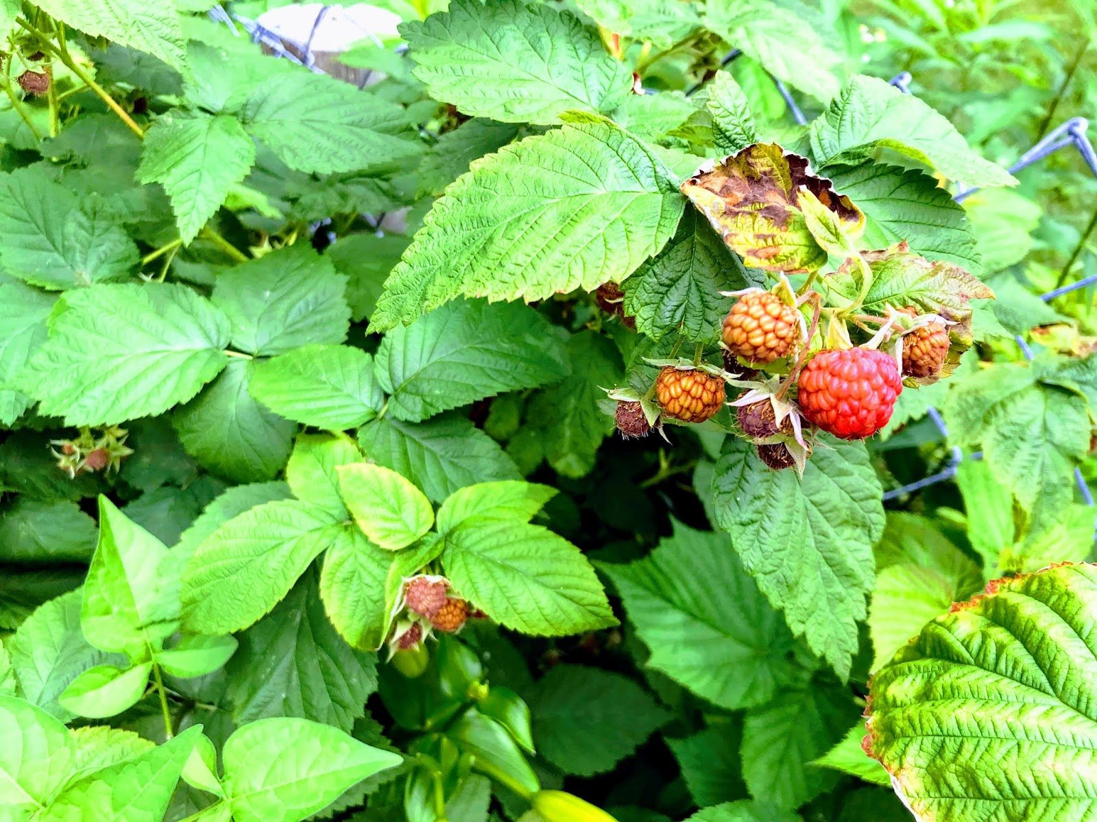 Cyclists preparing gear and supplies for the cross-Minnesota Ride for 40 journey